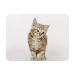Magnet Flexible Portrait d'un chaton