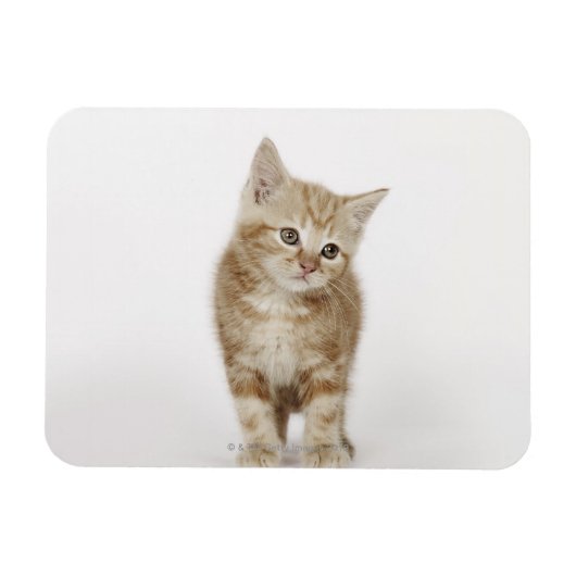 Magnet Flexible Portrait d'un chaton (Horizontal)