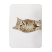 Magnet Flexible Portrait d'un chaton (Vertical)
