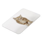 Magnet Flexible Portrait d'un chaton (Côté Gauche)