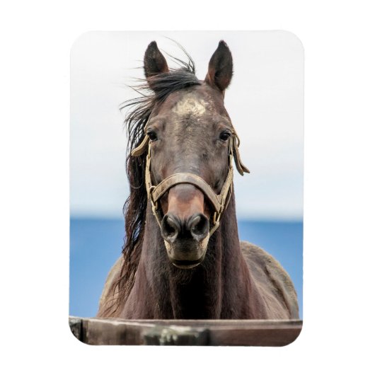 Magnet Flexible Portrait d'un cheval (Vertical)