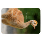 Magnet Flexible Portrait d'un Colt de grue de Sandhill (Horizontal)