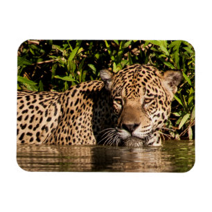 Magnet Flexible Portrait d'un jaguar nageant