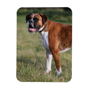 Magnet Flexible Position de chien de boxeur