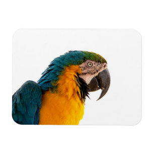 Magnet Flexible Post-it Notes perroquet
