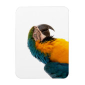 Magnet Flexible Post-it Notes perroquet (Vertical)