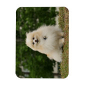 Magnet Flexible Poste de poméraning (Vertical)