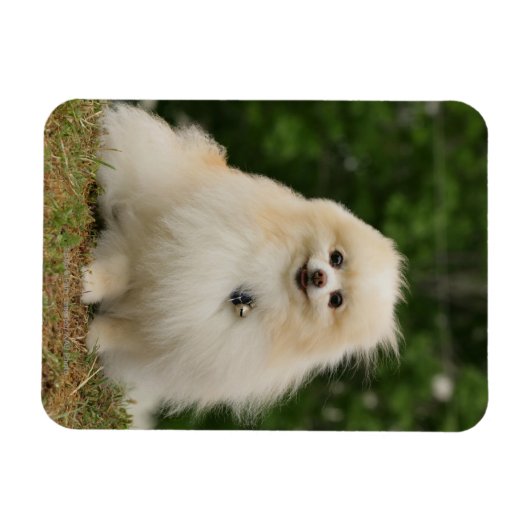 Magnet Flexible Poste de poméraning (Horizontal)