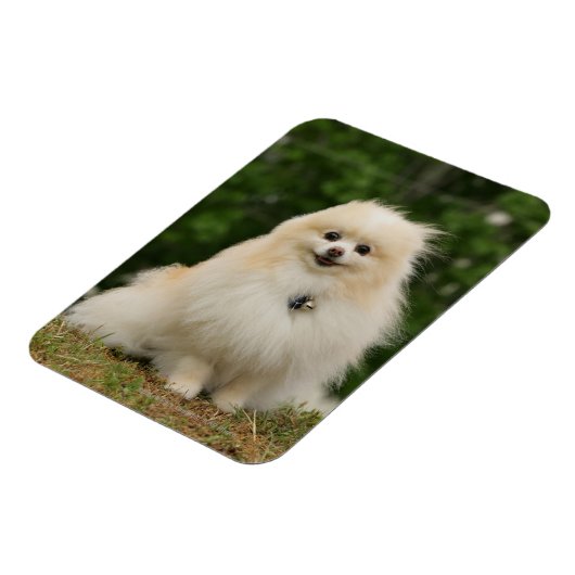 Magnet Flexible Poste de poméraning (Côté Gauche)