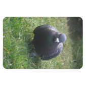 Magnet Flexible Poster un aimant Pigeon Premium (Horizontal)