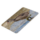 Magnet Flexible Pouce eurasienne jeune poussin (Côté Gauche)