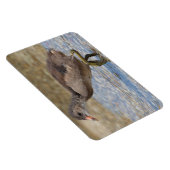 Magnet Flexible Pouce eurasienne jeune poussin (Côté Droit)