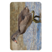 Magnet Flexible Pouce eurasienne jeune poussin (Vertical)
