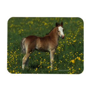 Magnet Flexible Poulain de Gallois