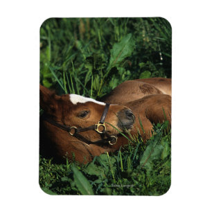 Magnet Flexible Poulain de pur sang se couchant
