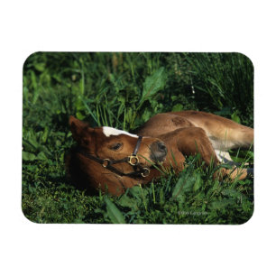 Magnet Flexible Poulain de pur sang se couchant