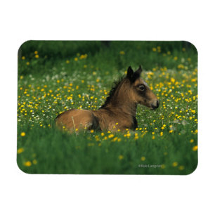 Magnet Flexible Poulain fixant en fleurs