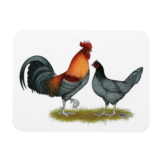 Magnet Flexible Poule bleue du Delaware (Horizontal)