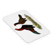 Magnet Flexible Poules Aseel Black Red (Côté Droit)