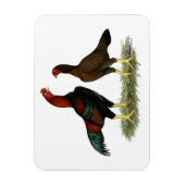 Magnet Flexible Poules Aseel Black Red (Vertical)