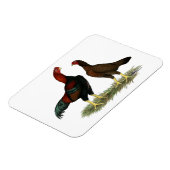 Magnet Flexible Poules Aseel Black Red (Côté Gauche)