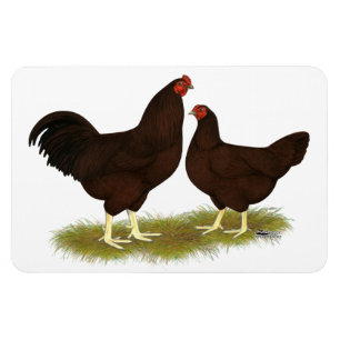 Magnet Flexible Poulets de Buckeye