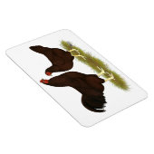 Magnet Flexible Poulets de Buckeye (Côté Droit)