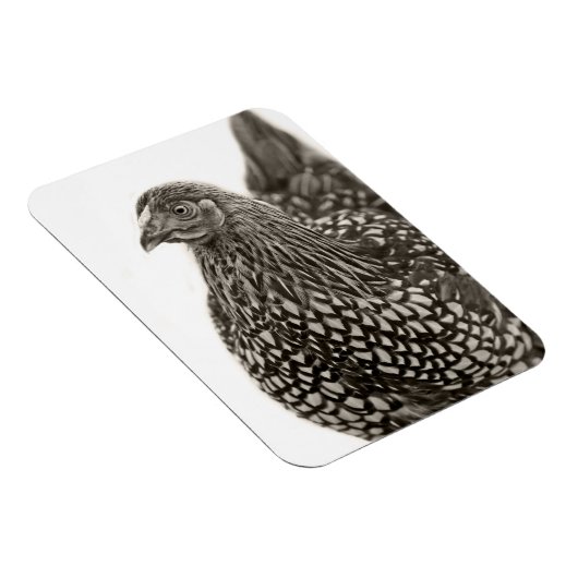 Magnet Flexible Poulets dorés Wyandotte (Côté Droit)