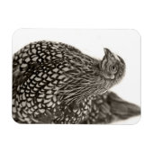 Magnet Flexible Poulets dorés Wyandotte (Horizontal)