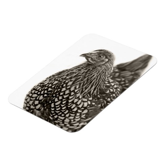 Magnet Flexible Poulets dorés Wyandotte (Côté Gauche)