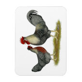 Magnet Flexible Poulets Legbar à la crème (Vertical)