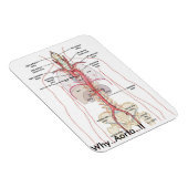 Magnet Flexible POURQUOI..Aorte... ! ! Anatomie ortique (Côté Droit)