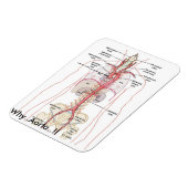 Magnet Flexible POURQUOI..Aorte... ! ! Anatomie ortique (Côté Gauche)