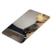 Magnet Flexible Poussins (Côté Gauche)