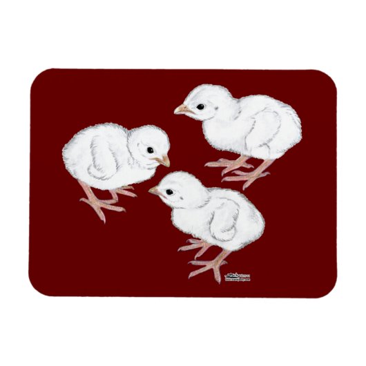 Magnet Flexible Poussins de Guinée blancs (Horizontal)