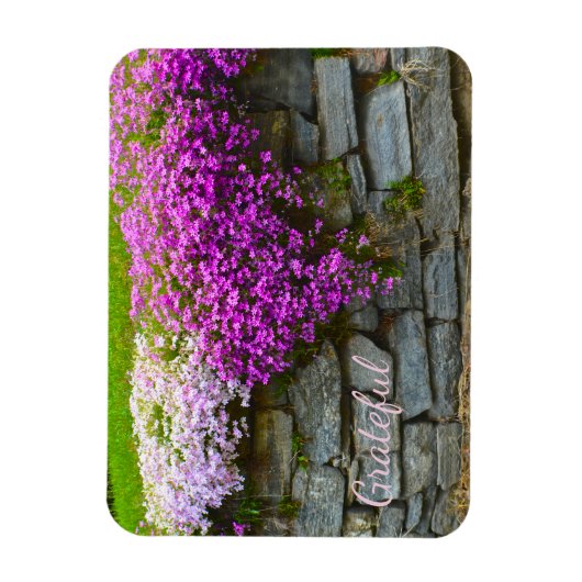 Magnet Flexible Pretty Rose Phlox Gratitude (Vertical)