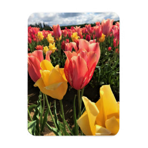 Magnet Flexible Pretty Spring Tulips in a Field, Oregon