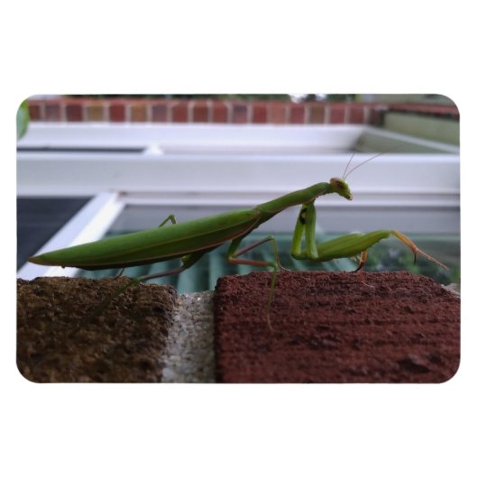 Magnet Flexible Priez Mantis sur mur de briques (Horizontal)