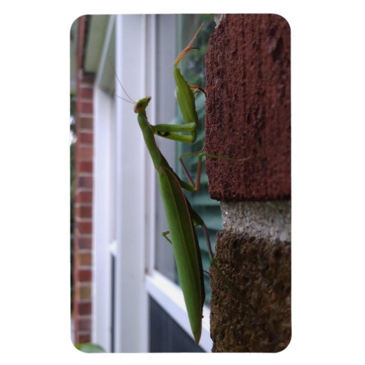 Magnet Flexible Priez Mantis sur mur de briques (Vertical)