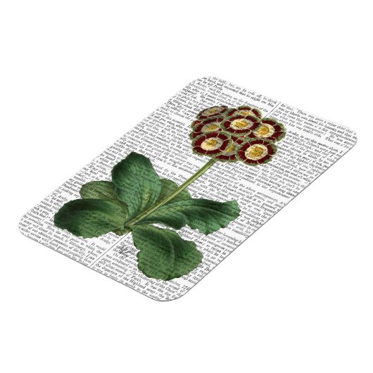 Magnet Flexible Primula Aurium Rouge (Côté Gauche)