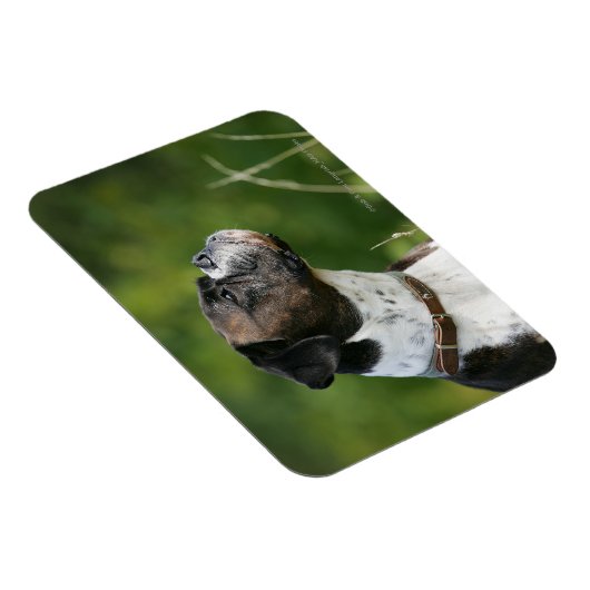 Magnet Flexible Profil de chien de boxe (Côté Droit)