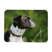 Magnet Flexible Profil de chien de boxe (Horizontal)