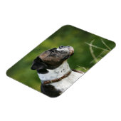 Magnet Flexible Profil de chien de boxe (Côté Gauche)