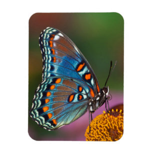 Magnet Flexible Profil de papillon sur une fleur