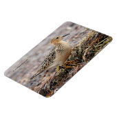 Magnet Flexible Profil d'un bécasseau à poils cassés à la plage (Côté Gauche)