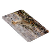 Magnet Flexible Profil d'un bécasseau à poils cassés à la plage (Côté Droit)