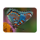 Magnet Flexible Profil papillon sur une fleur (Horizontal)