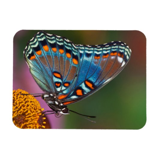 Magnet Flexible Profil papillon sur une fleur (Horizontal)