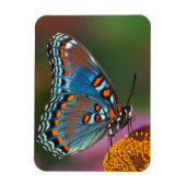 Magnet Flexible Profil papillon sur une fleur (Vertical)