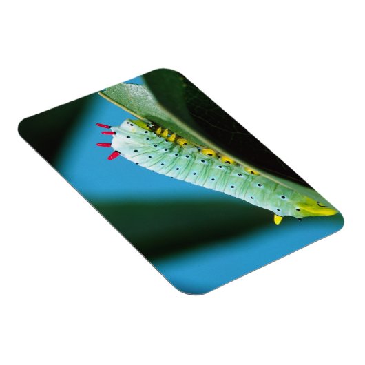 Magnet Flexible Prometheus Moth Caterpillar, Callosamia (Côté Droit)